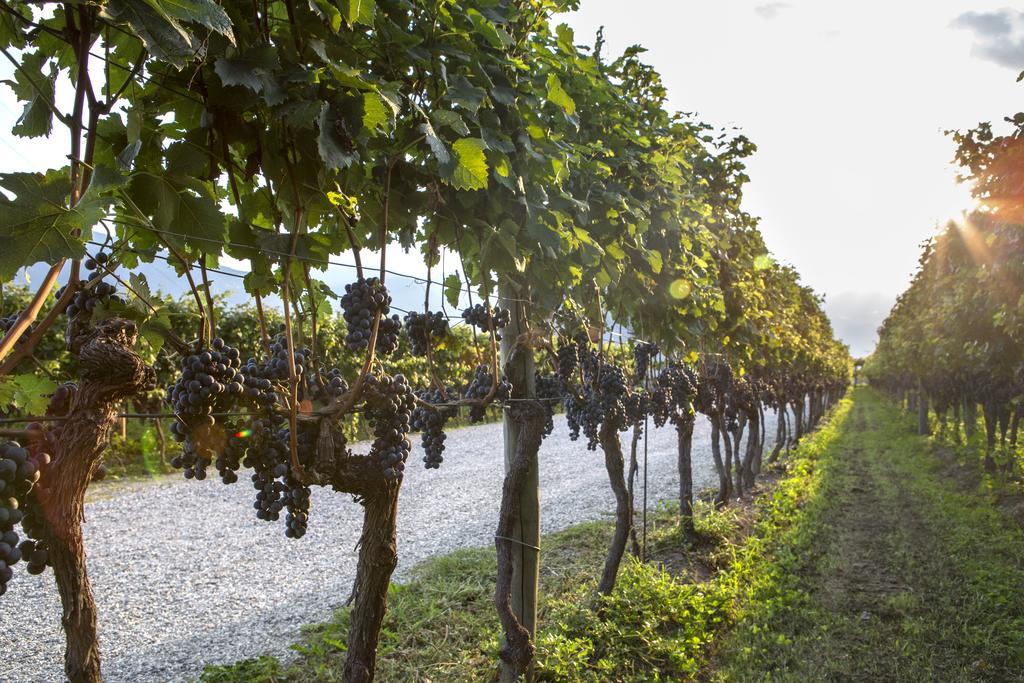 Fattoria L'Amorosa Sementina Eksteriør billede