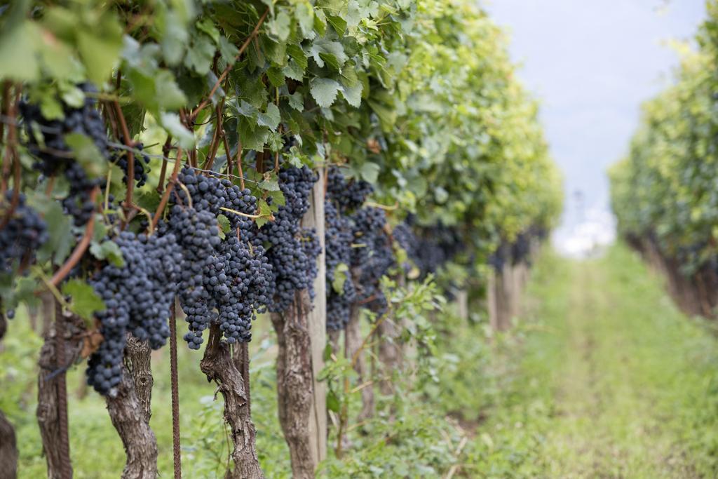 Fattoria L'Amorosa Sementina Eksteriør billede